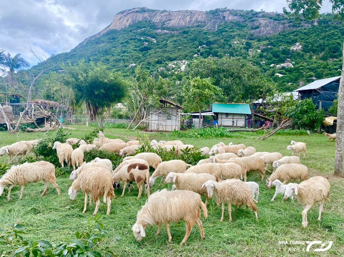 kinh-nghiem-du-lich-nha-trang-5n4d