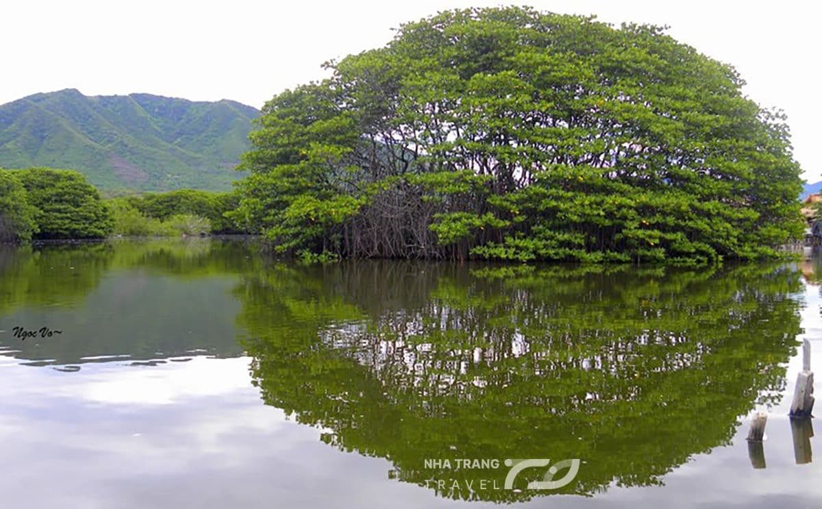 rung-duoc-nha-trang