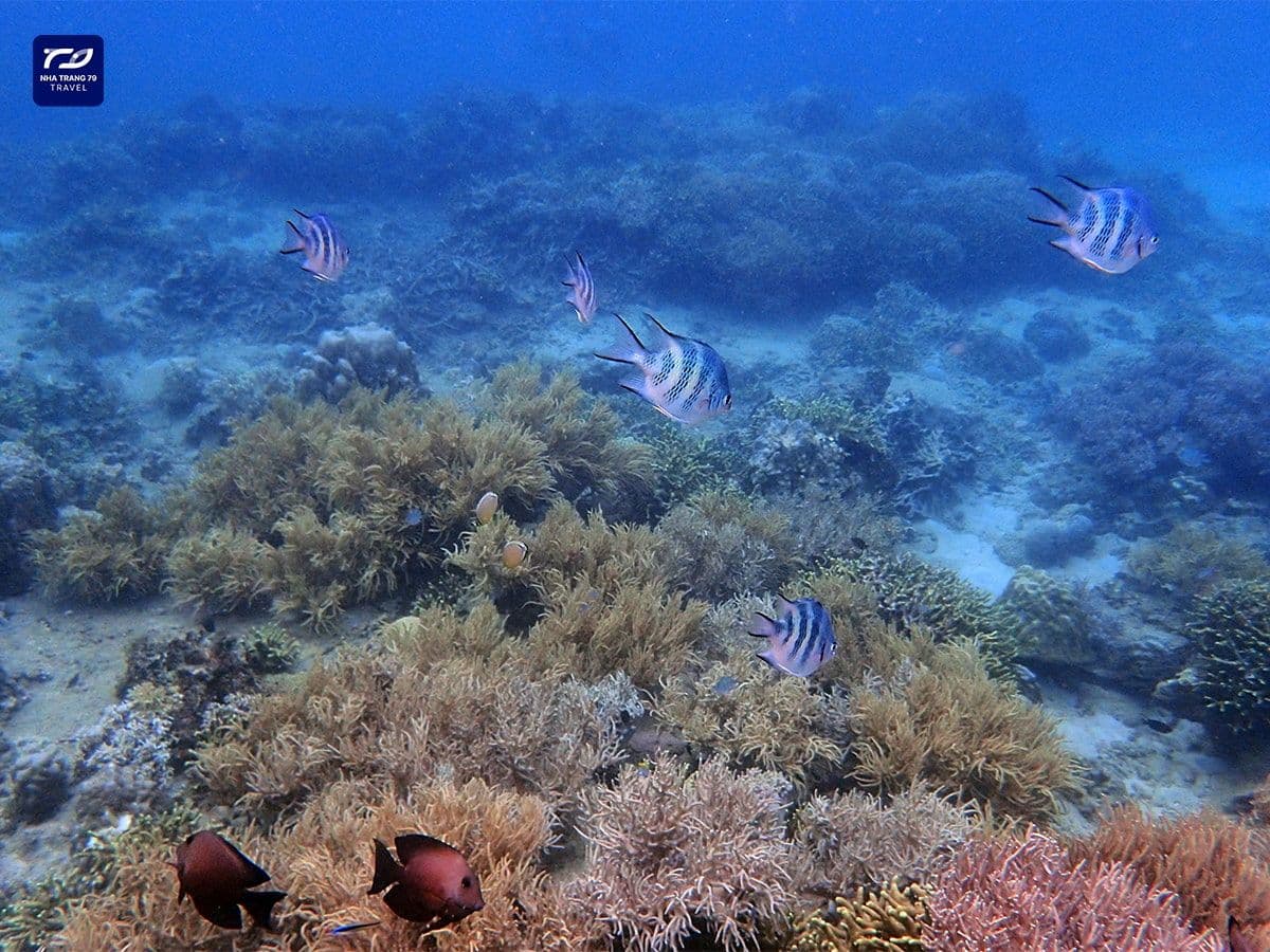 tour hòn mun nha trang