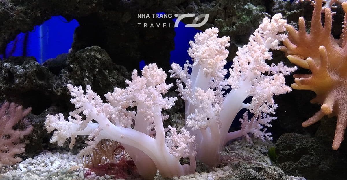 vien-hai-duong-hoc-nha-trang
