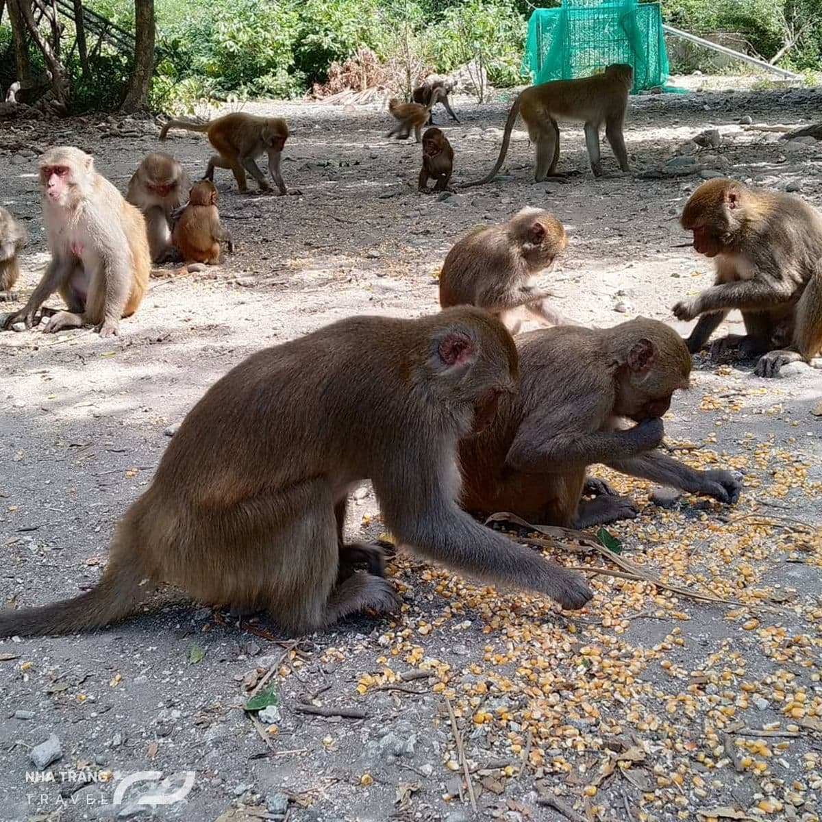 vinh-nha-phu-nha-trang