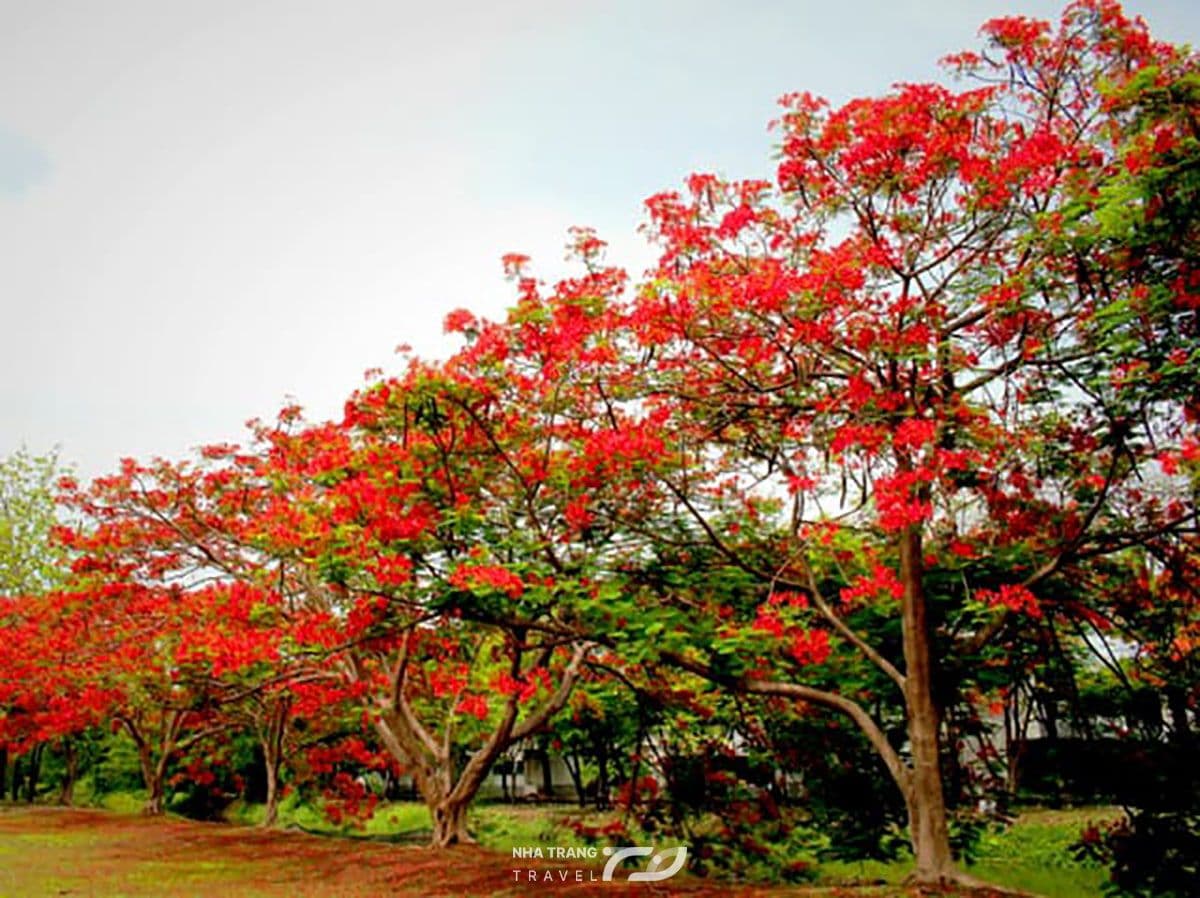 tour-dao-diep-son-nha-trang